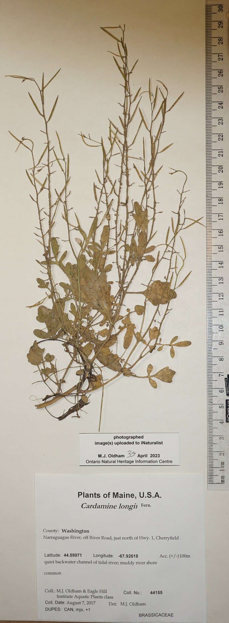 Long's Bittercress photo 8