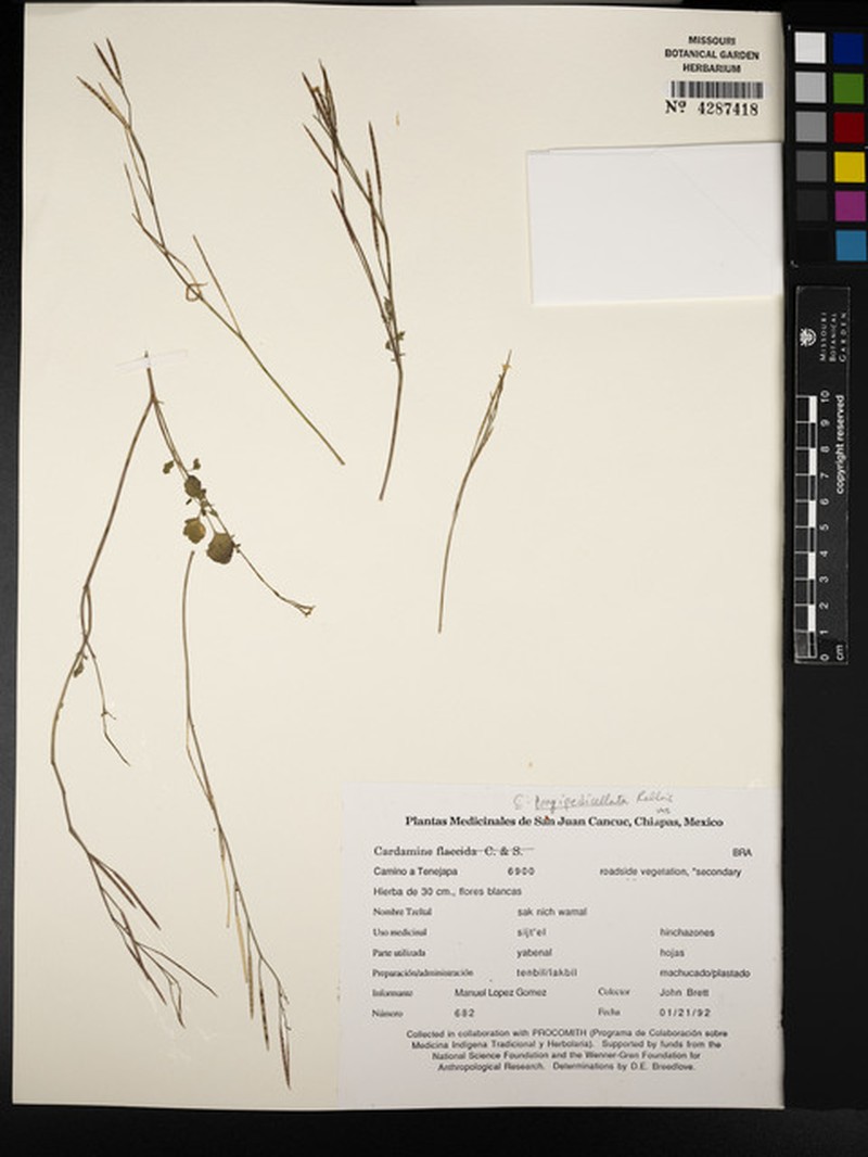 Cardamine longipedicellata