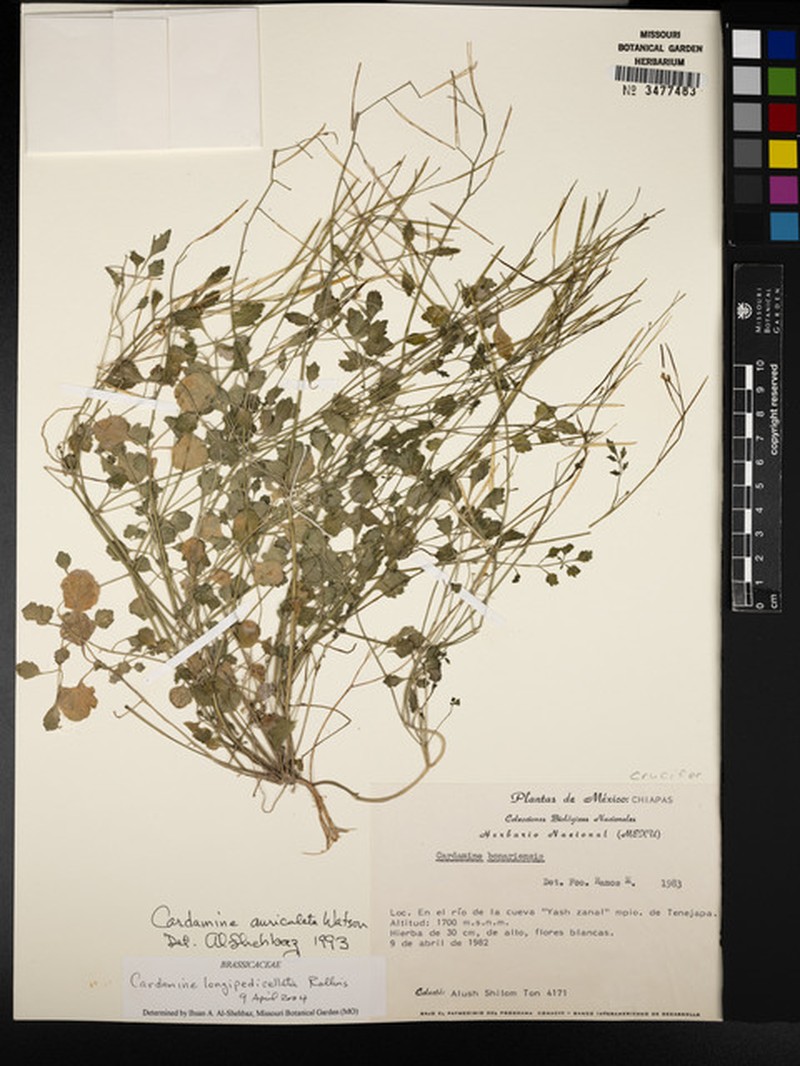 Cardamine longipedicellata photo 2