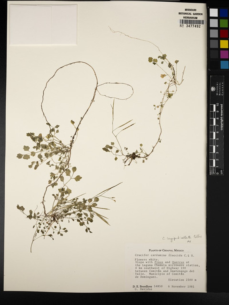 Cardamine longipedicellata photo 3