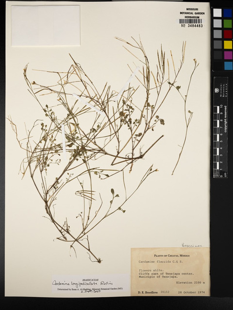 Cardamine longipedicellata photo 4