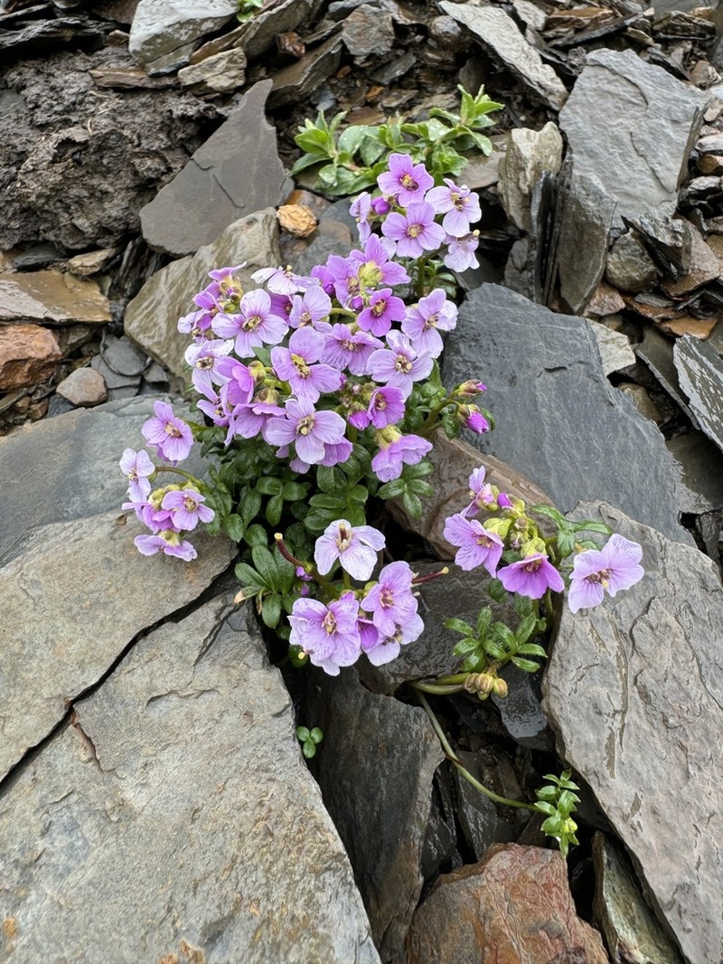 Cardamine loxostemonoides