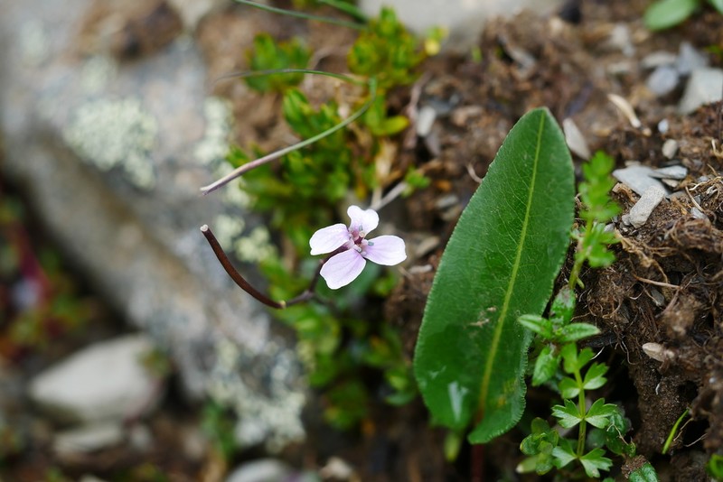 Cardamine loxostemonoides photo 2