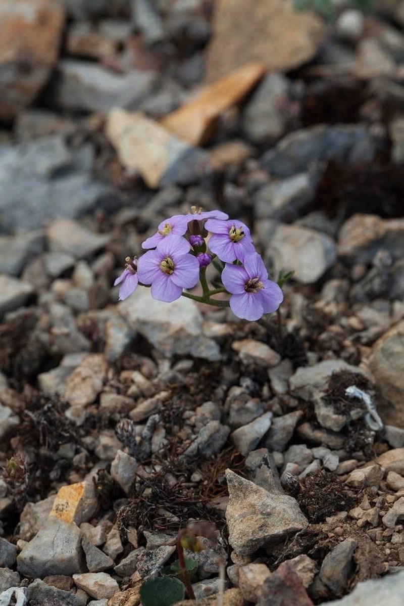Cardamine loxostemonoides photo 3
