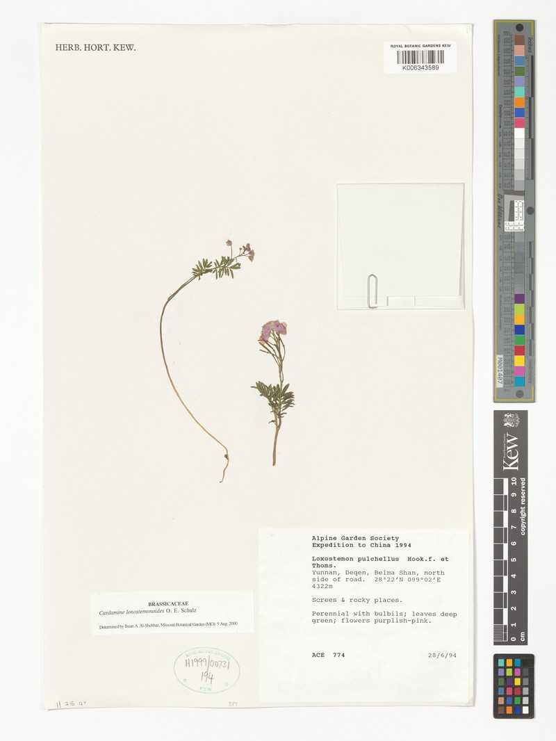 Cardamine loxostemonoides photo 4