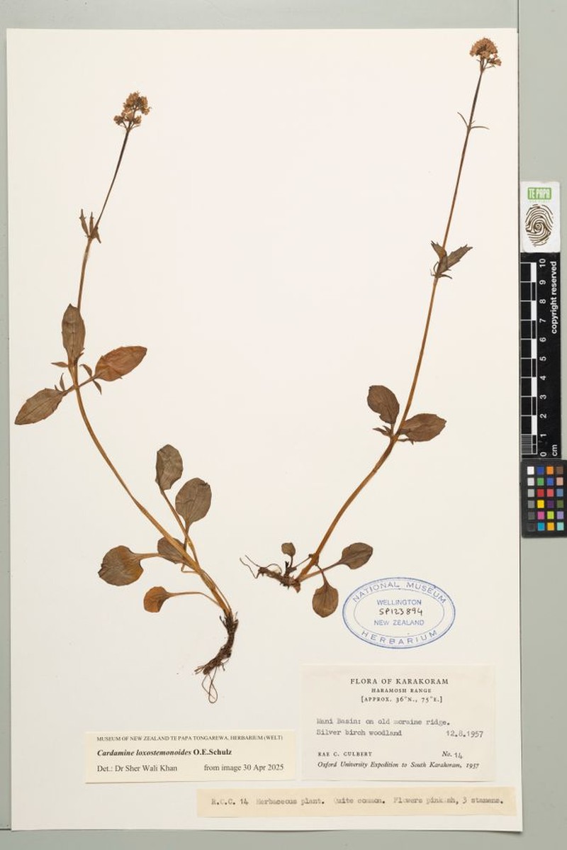 Cardamine loxostemonoides photo 5