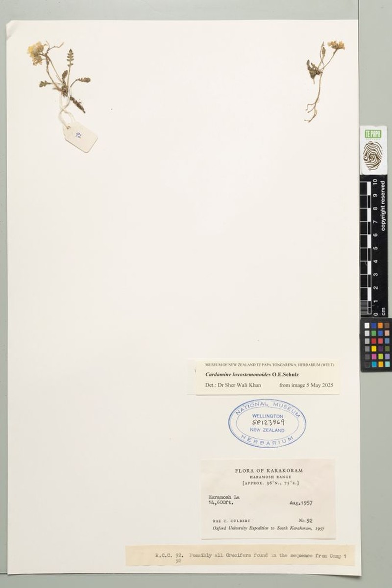 Cardamine loxostemonoides photo 6