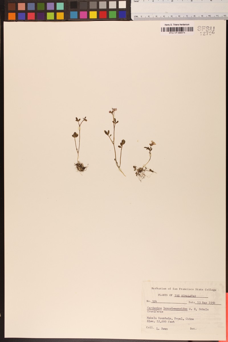 Cardamine loxostemonoides photo 7