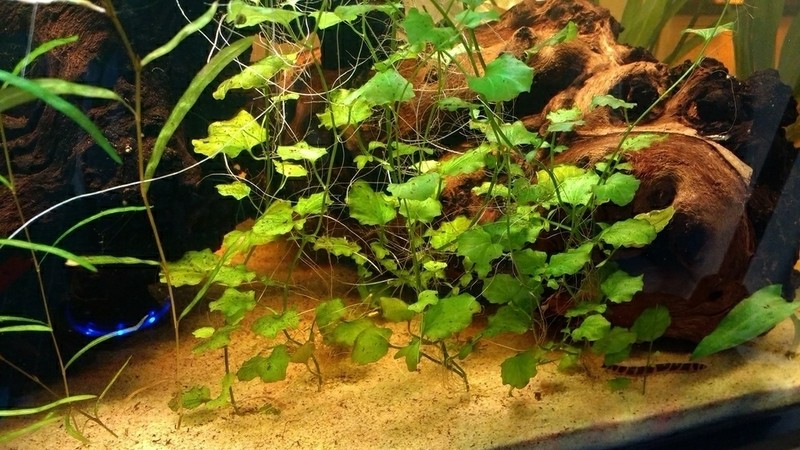Cardamine lyrata photo 2
