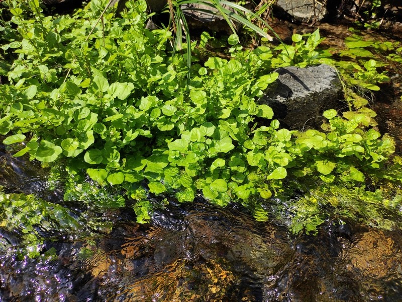 Cardamine lyrata photo 3