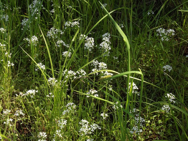 Cardamine lyrata photo 4