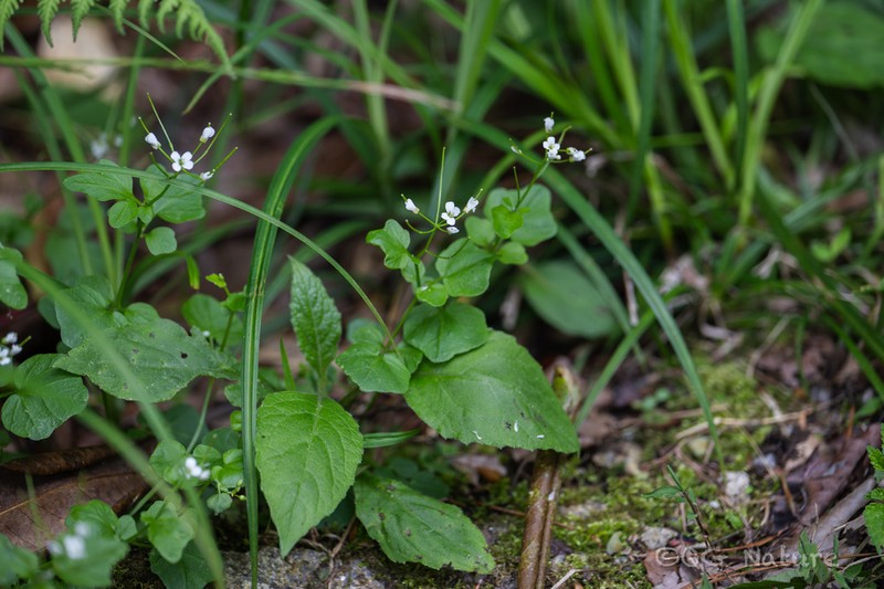 Cardamine lyrata photo 5