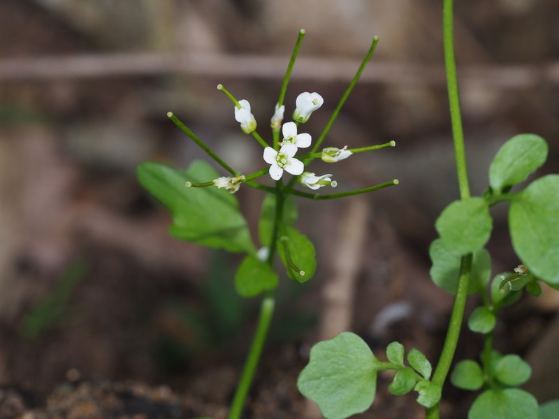 Cardamine lyrata photo 6
