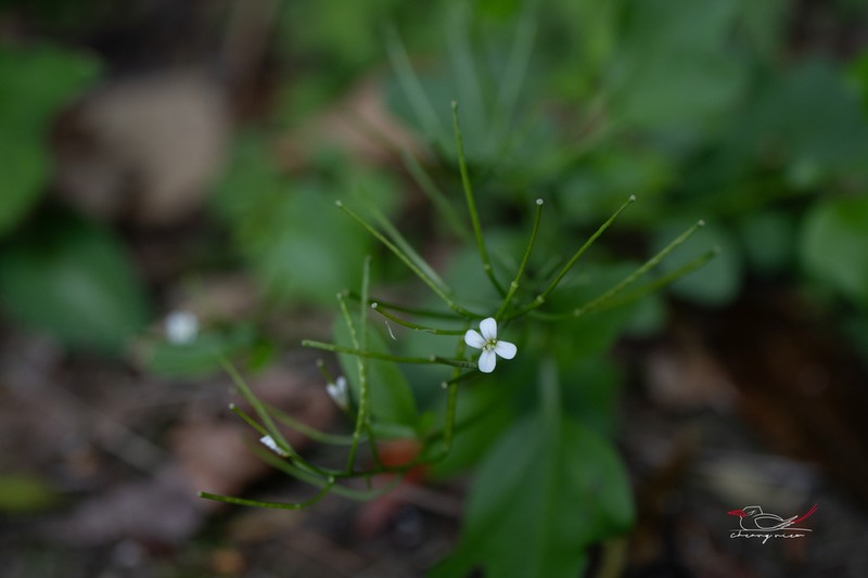 Cardamine lyrata photo 7