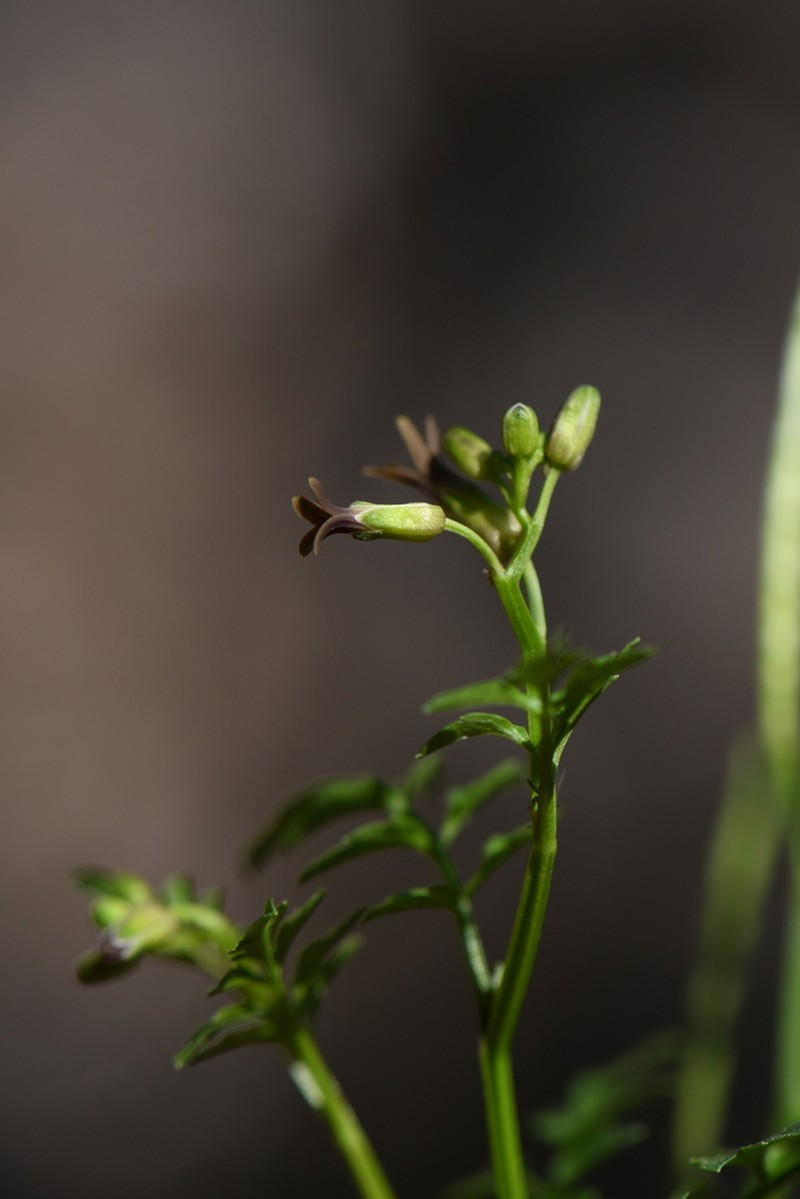 Largeseed Bittercress
