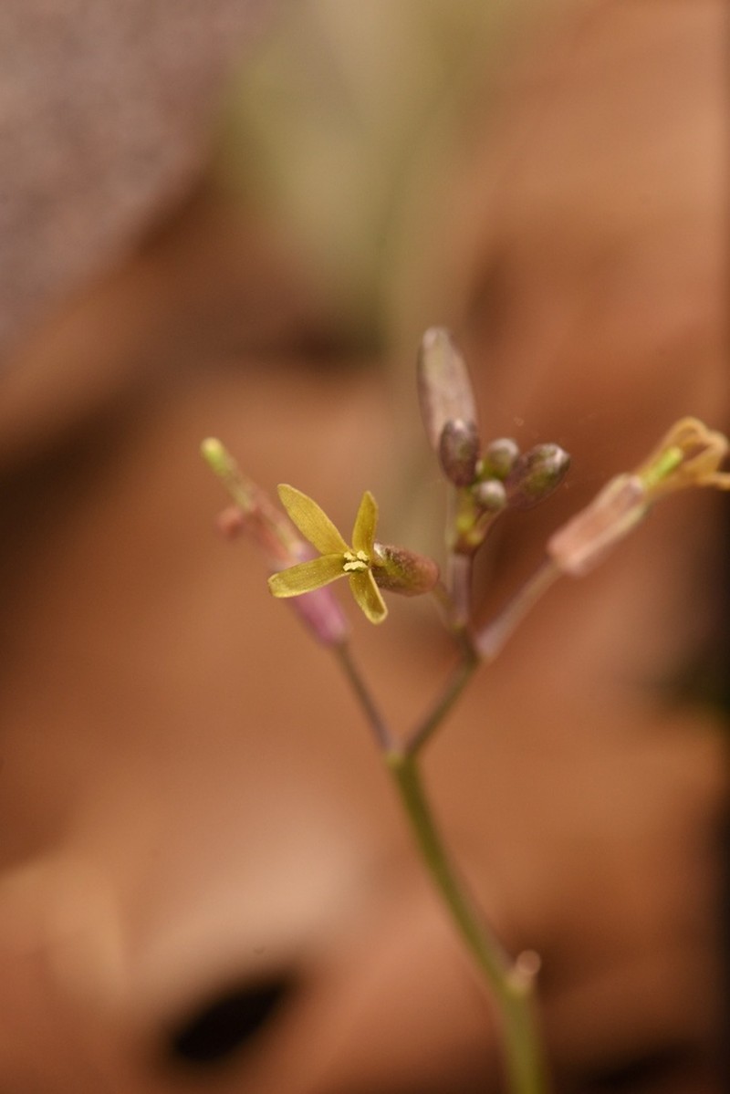 Largeseed Bittercress photo 4