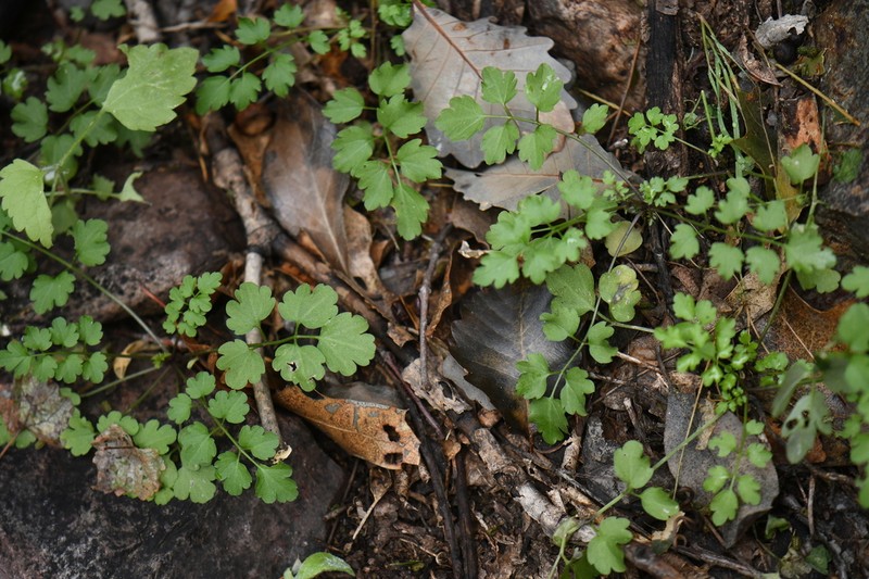 Largeseed Bittercress photo 6