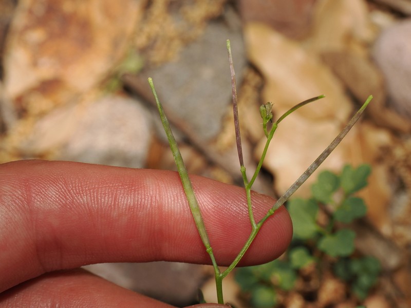 Largeseed Bittercress photo 7