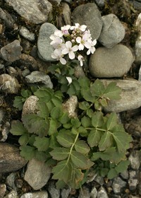 Cardamine macrophylla