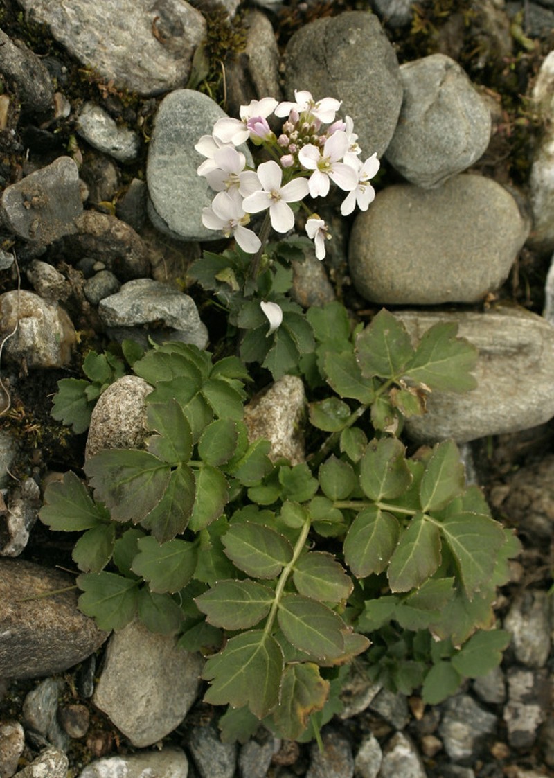 Cardamine macrophylla