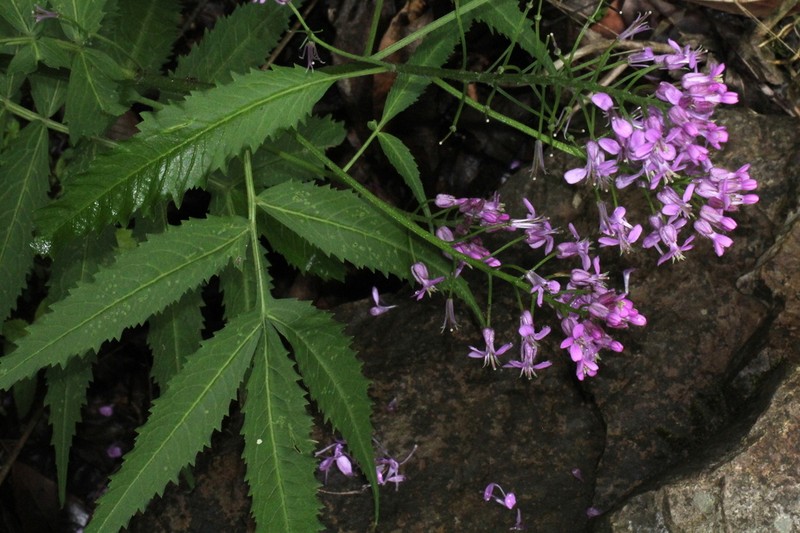 Cardamine macrophylla photo 2