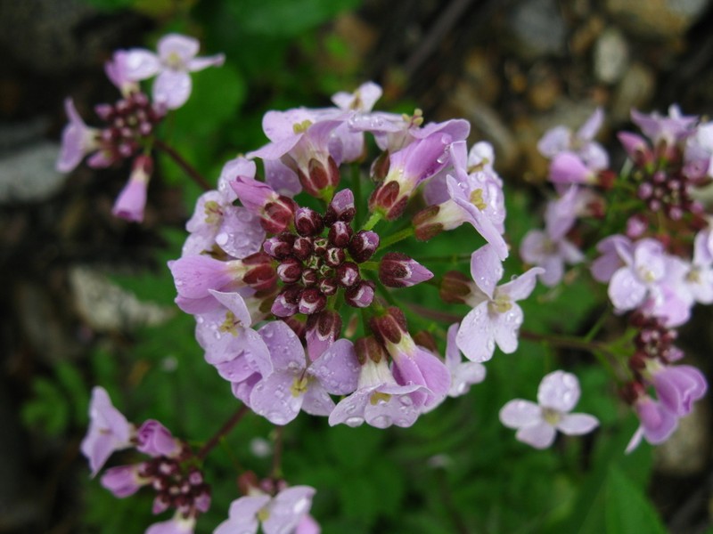 Cardamine macrophylla photo 3