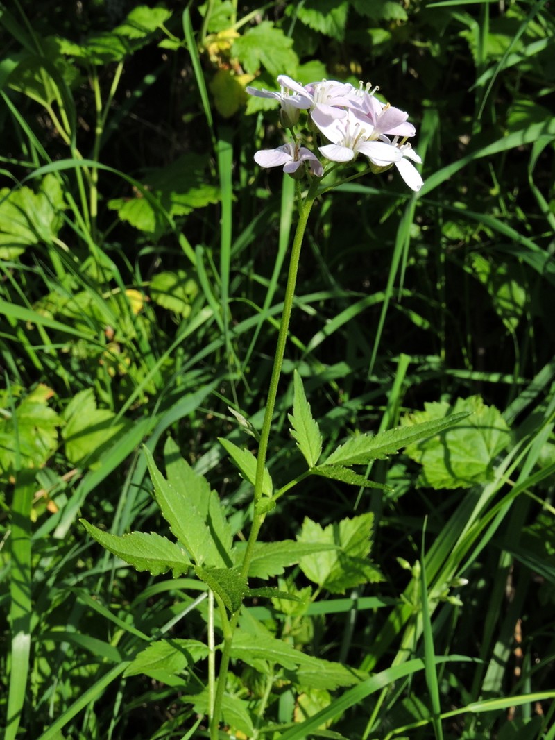 Cardamine macrophylla photo 4