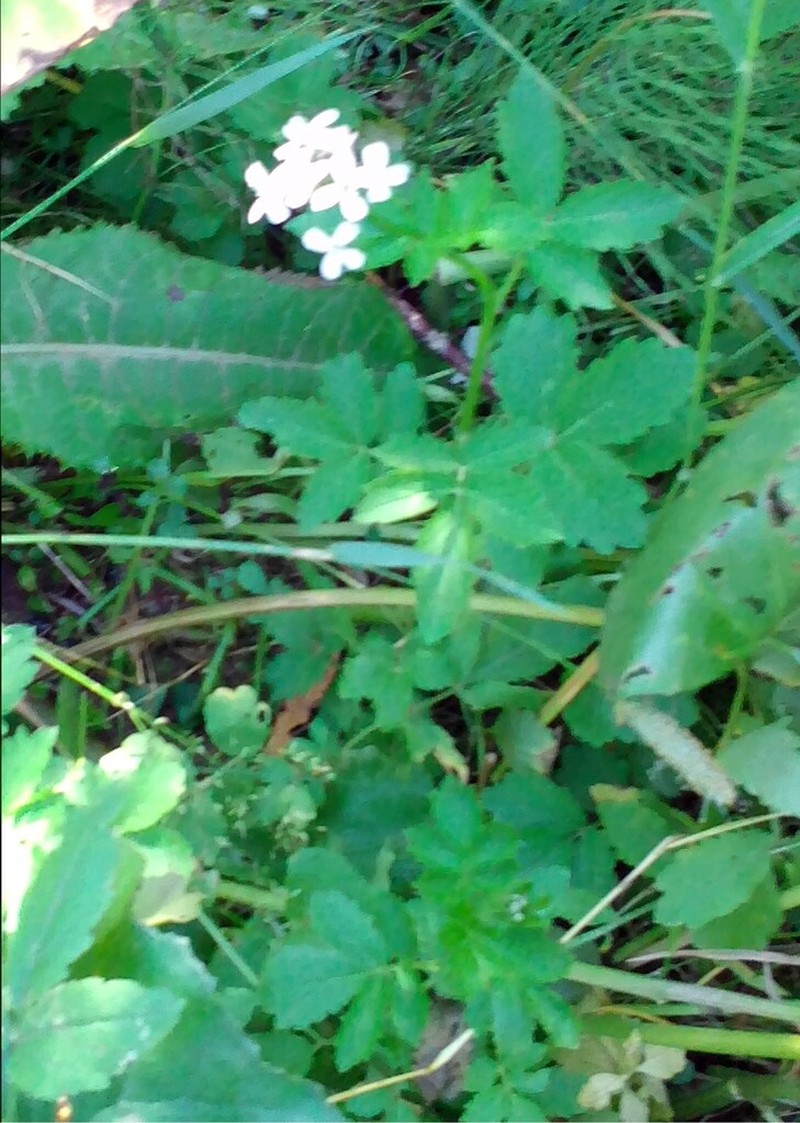 Cardamine macrophylla photo 5