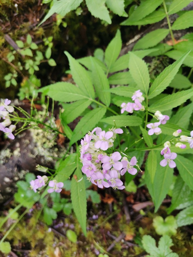 Cardamine macrophylla photo 6