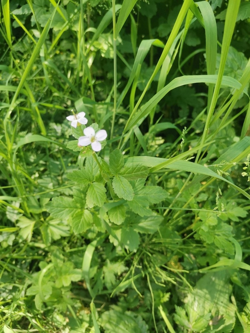 Cardamine macrophylla photo 7