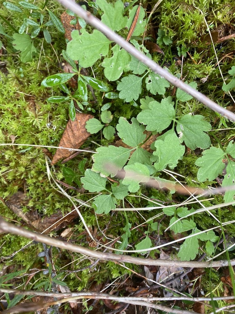 Cardamine macrophylla photo 8
