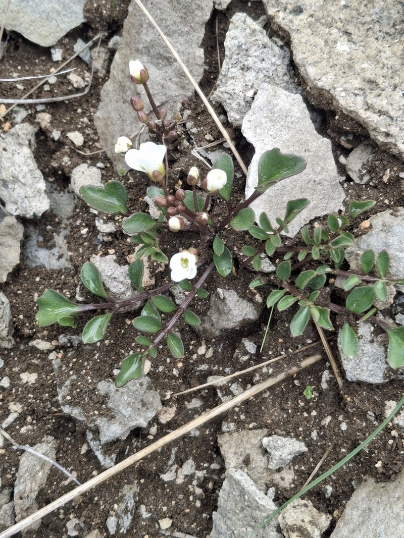 Cardamine magnifica photo 2