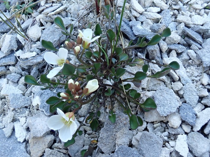 Cardamine magnifica photo 8