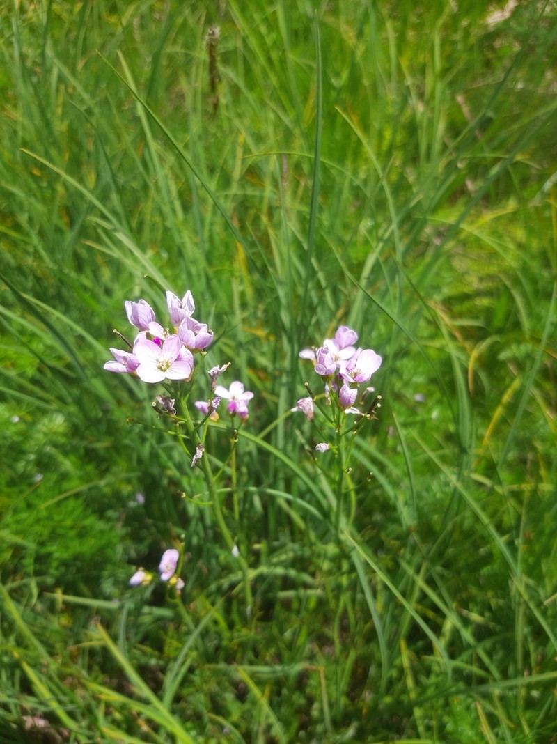 Cardamine marholdii