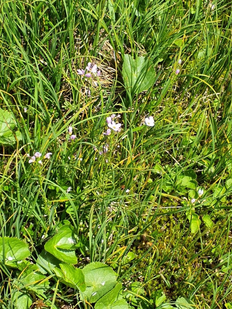 Cardamine marholdii photo 2