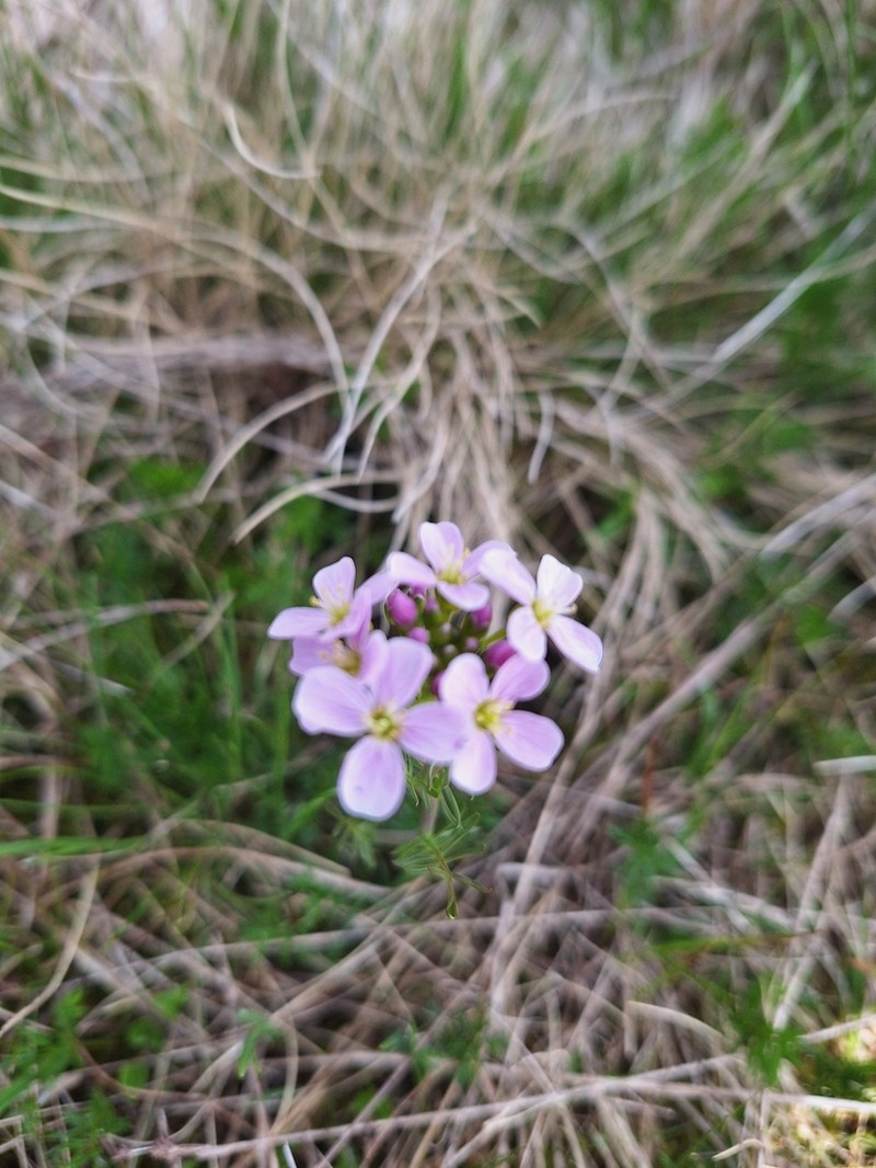 Cardamine marholdii photo 3
