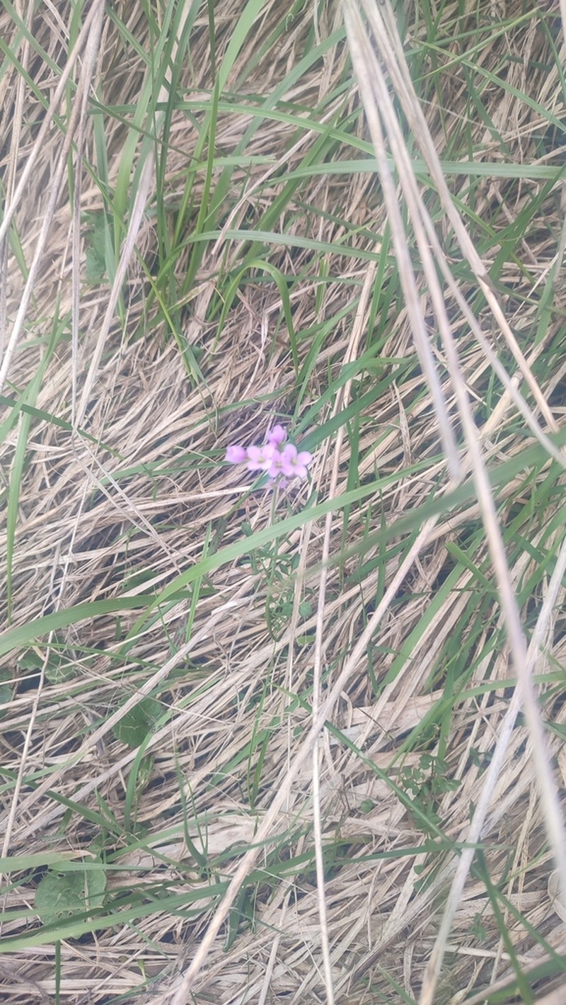 Cardamine marholdii photo 4