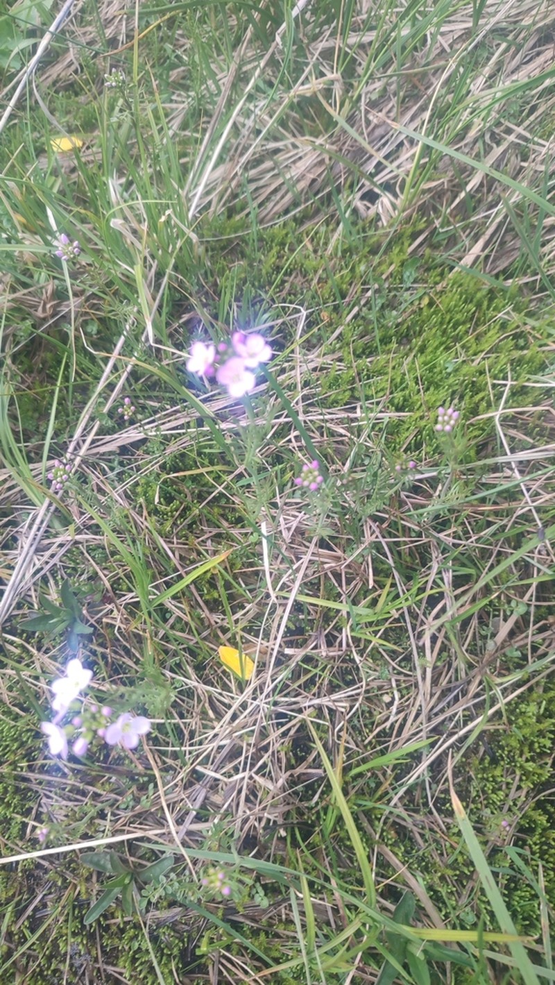 Cardamine marholdii photo 5