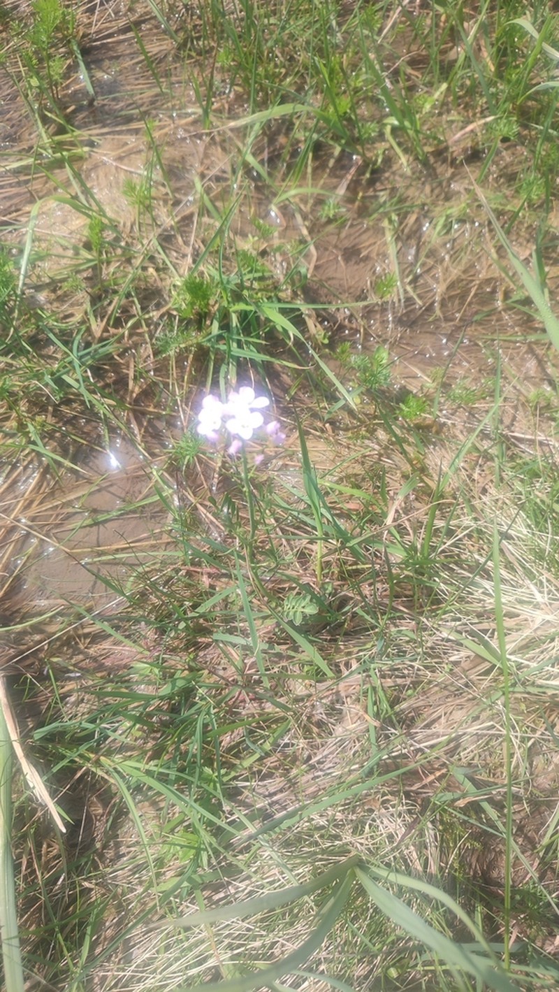 Cardamine marholdii photo 6