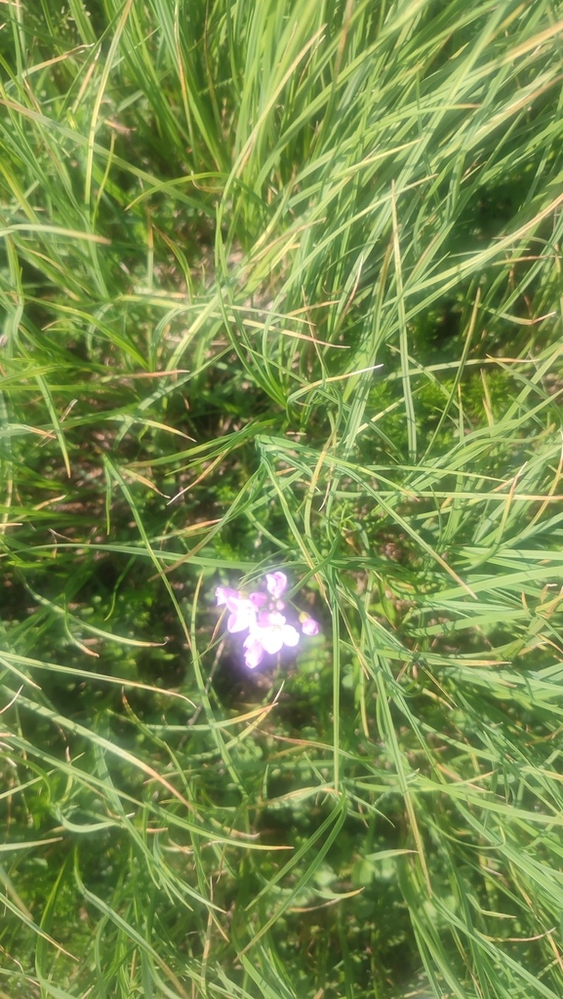 Cardamine marholdii photo 7