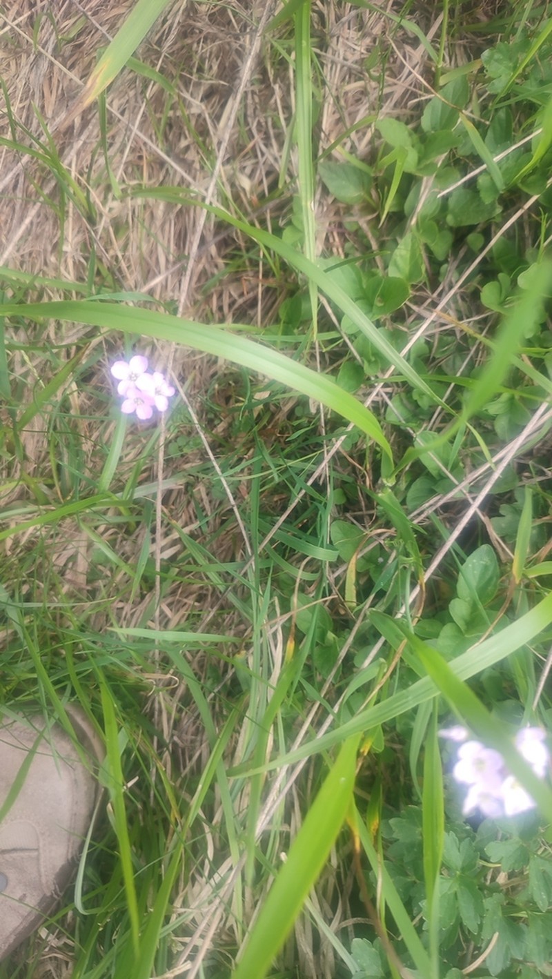 Cardamine marholdii photo 8
