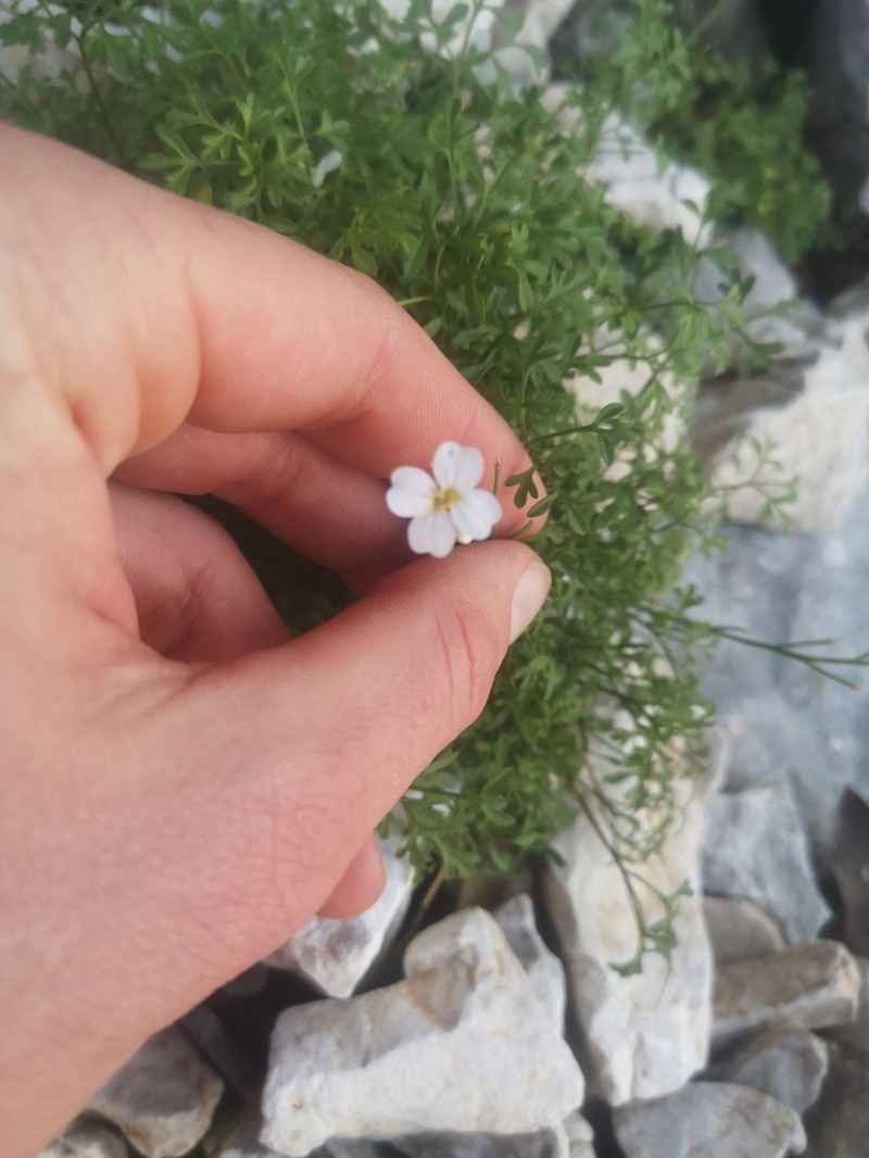 Cardamine maritima