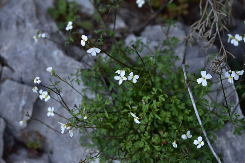 Cardamine maritima photo 2