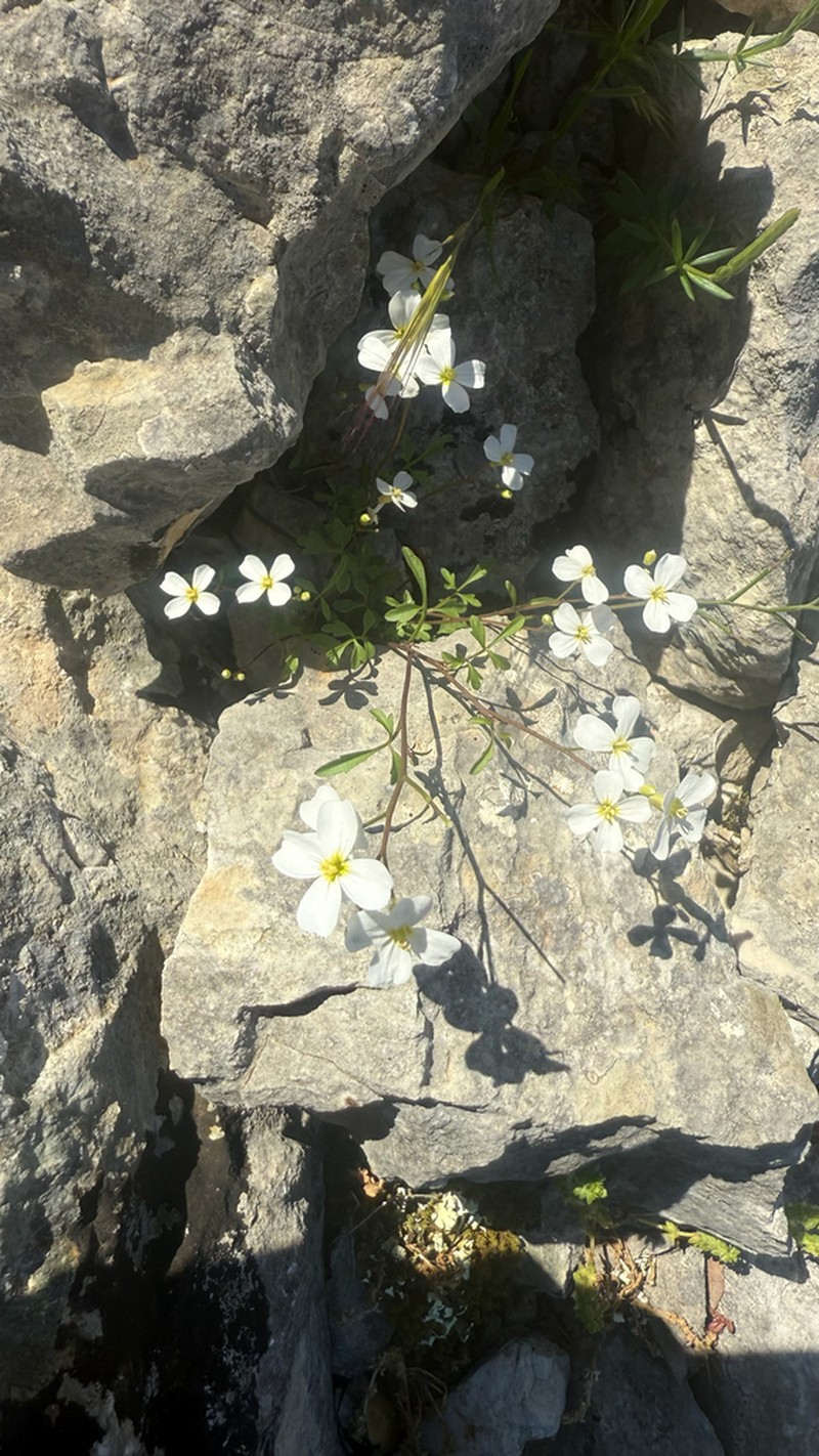Cardamine maritima photo 3