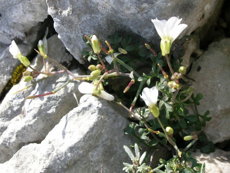 Cardamine maritima photo 4