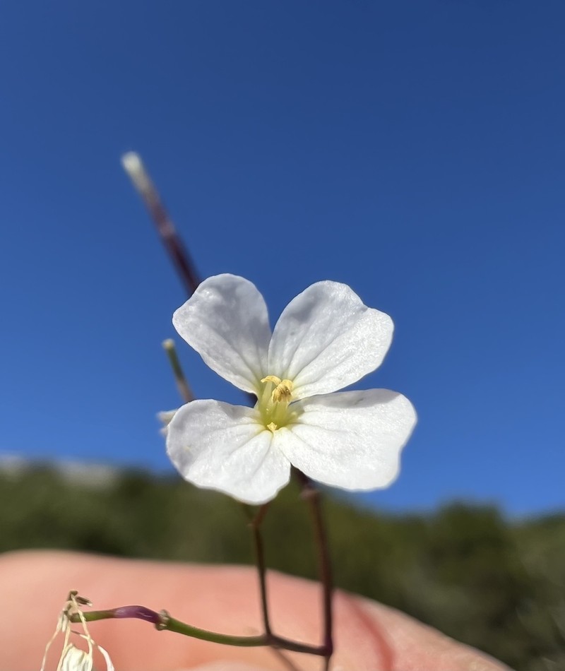 Cardamine maritima photo 5