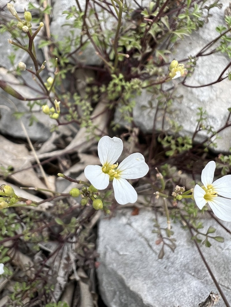 Cardamine maritima photo 6