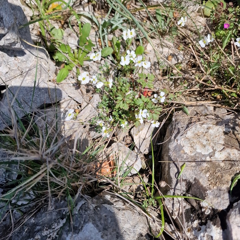 Cardamine maritima photo 7
