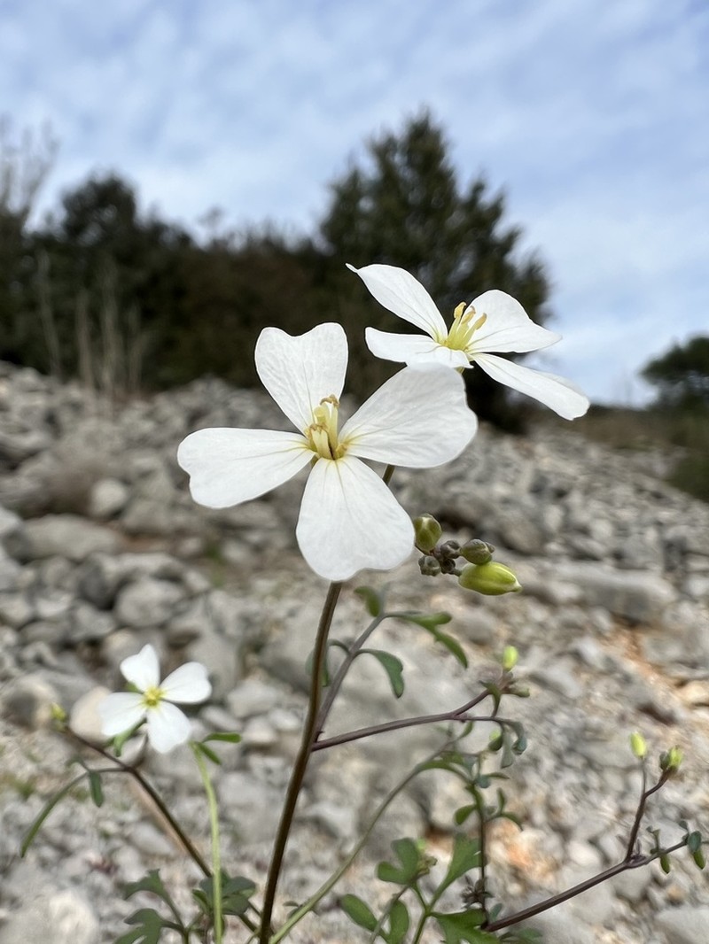 Cardamine maritima photo 8
