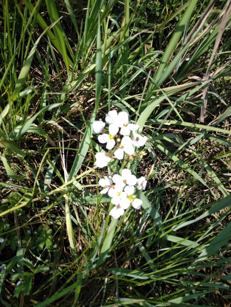 Cardamine matthioli